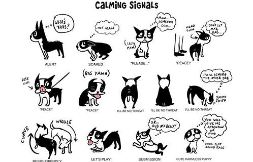 What is Your Dog's Body Language Telling You?