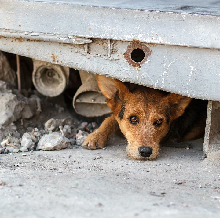How Can You Help Homeless Animals?