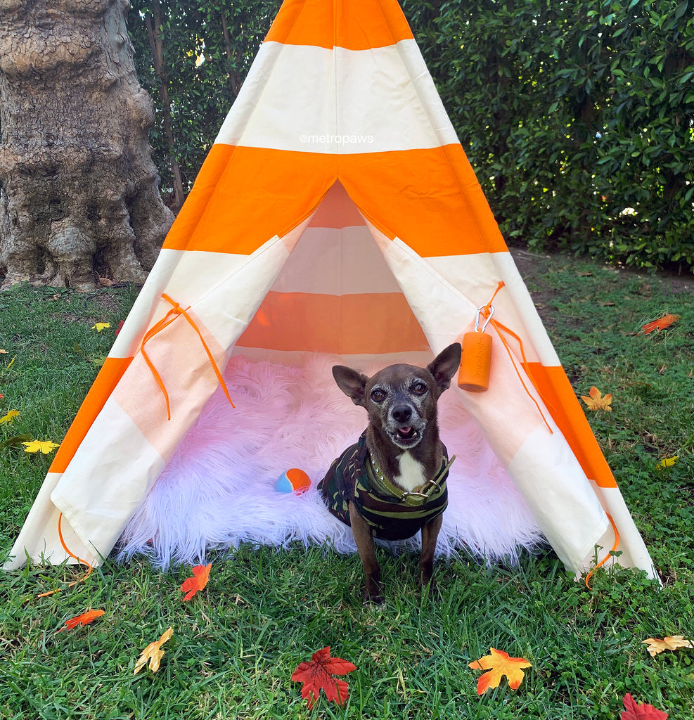 Fall Fun with Your Furry Friends