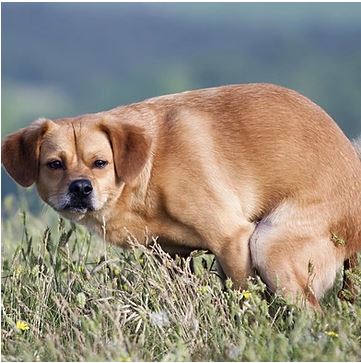 Dogs and Diarrhea: Everything You Need to Know
