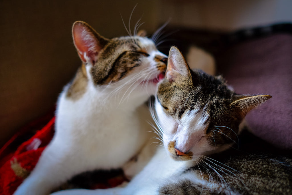 Different Ways Cats Show Affection