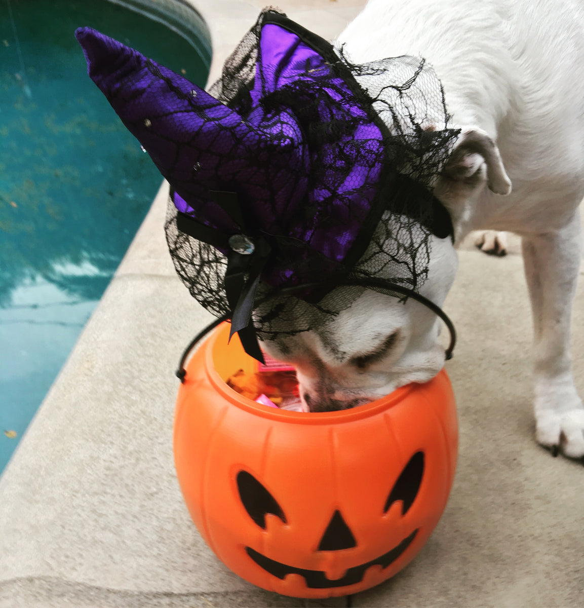 Why Dogs Shouldn't Eat Chocolate