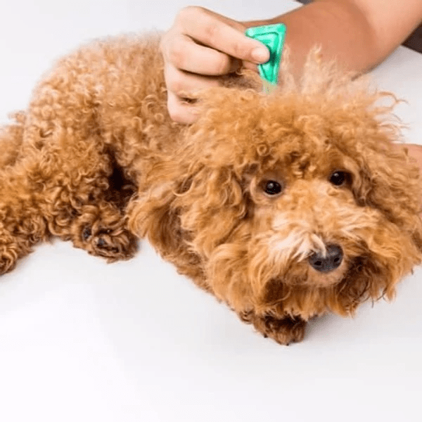 Get On Top of Flea and Tick Prevention!
