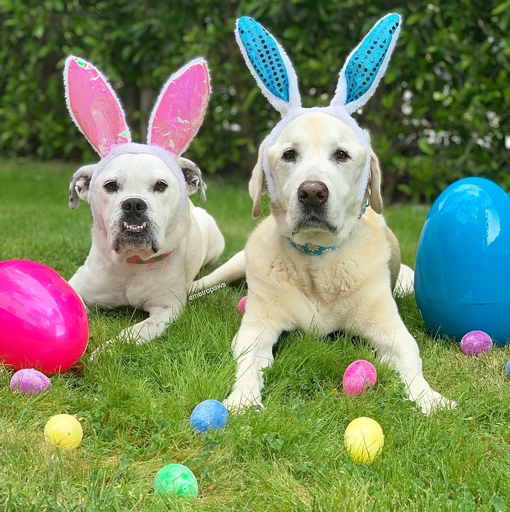 Why Should You Ditch Easter Chocolate For Your Pets?