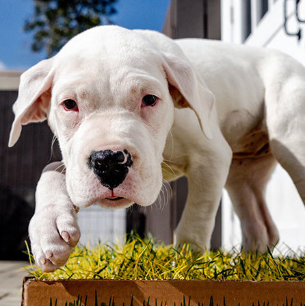 How Do Deaf Dogs Learn Sign Language?