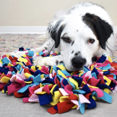 6 DIY Dog Puzzles for Enrichment