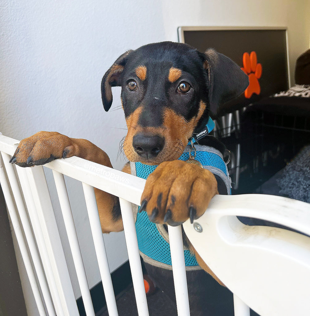 Puppy-Proofing Your Home