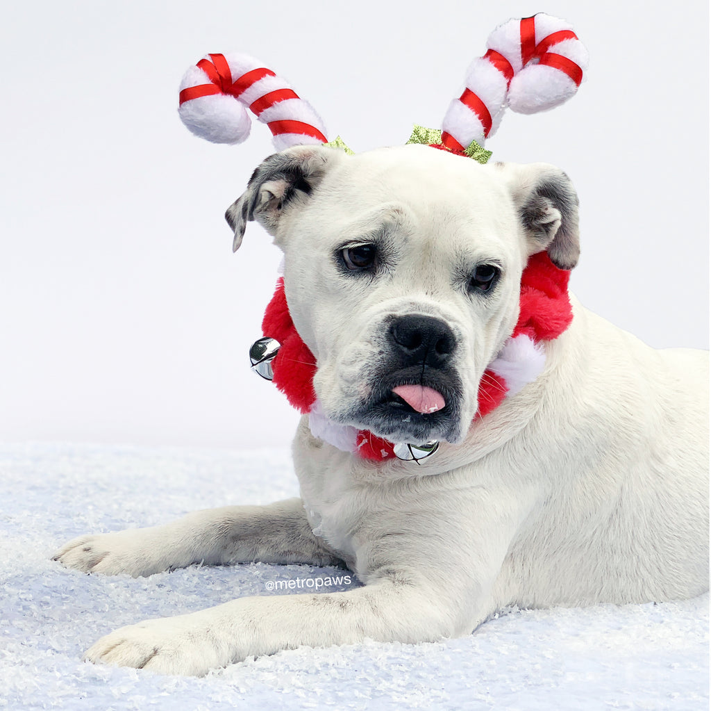 Fun Ways to Include Pets This Holiday Season