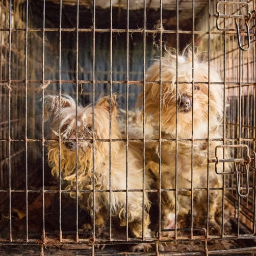 Let's Spread Awareness About Puppy Mills