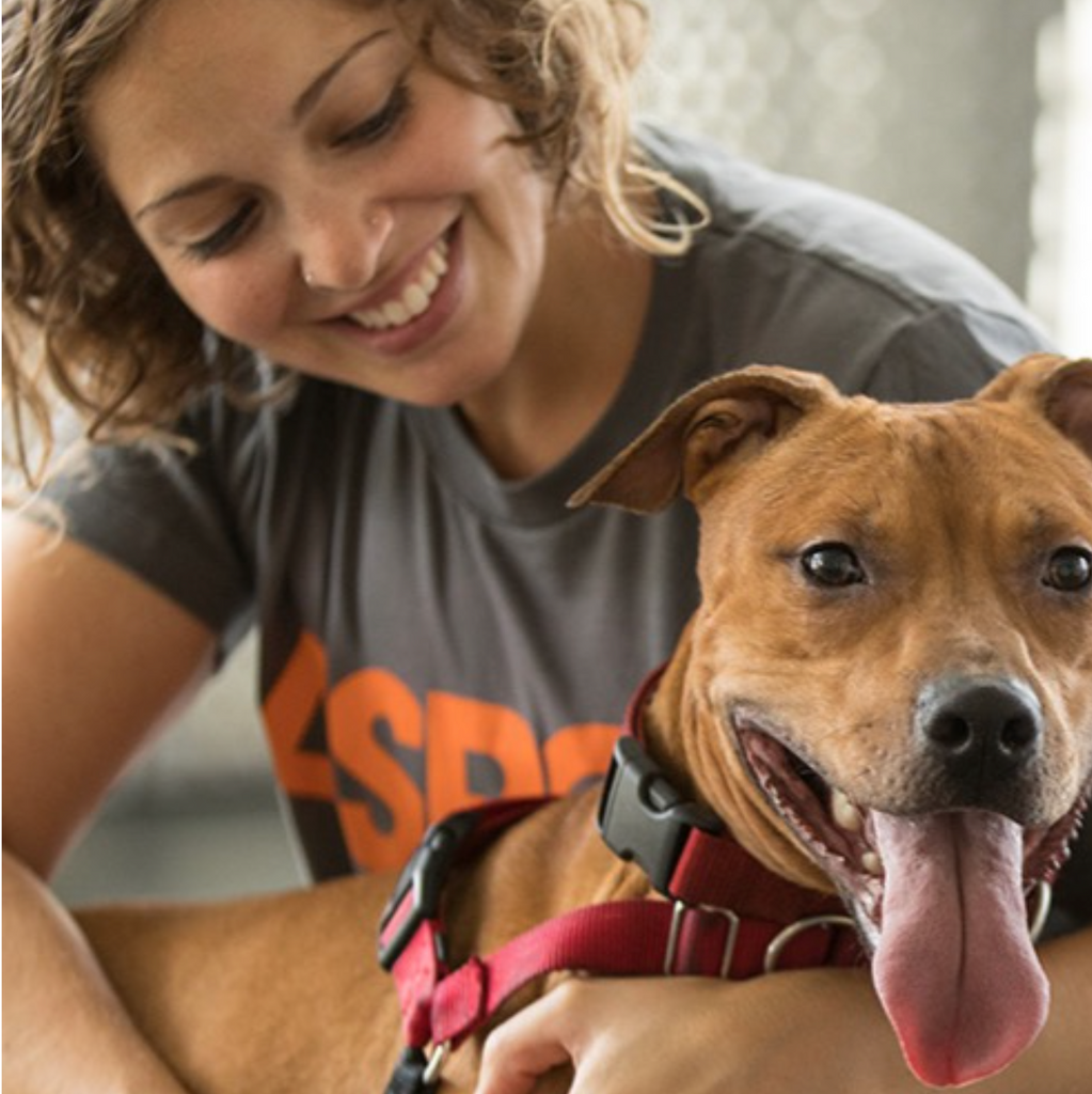 10 Reasons to Adopt a Shelter Pet