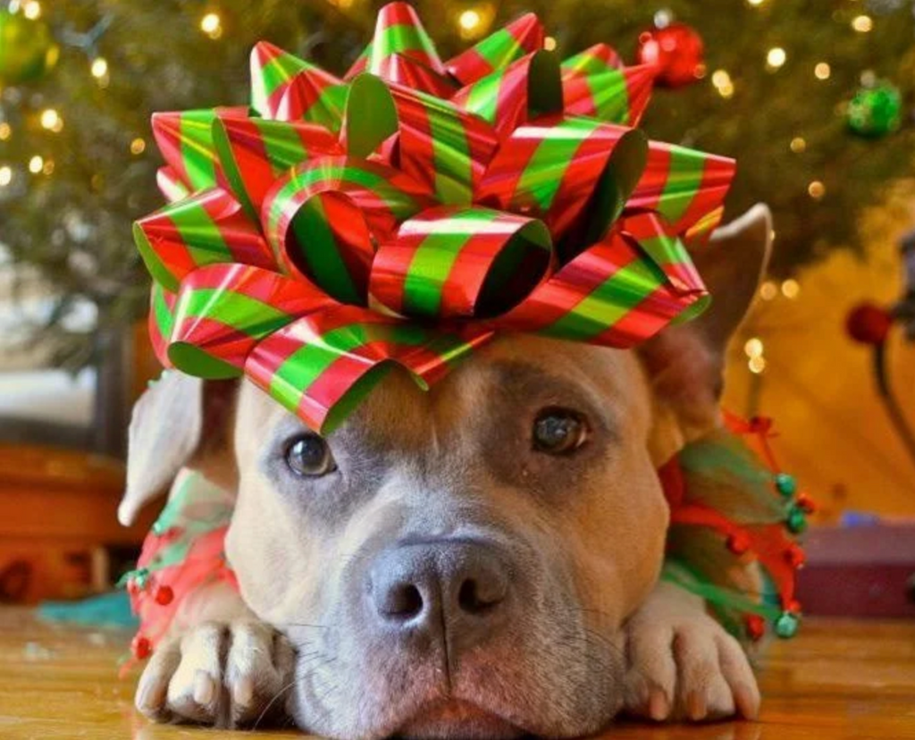 Keeping Pets Safe Throughout The Holiday Season