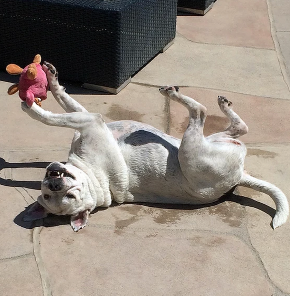 Why Do Some Dogs LOVE Heat and Sun?