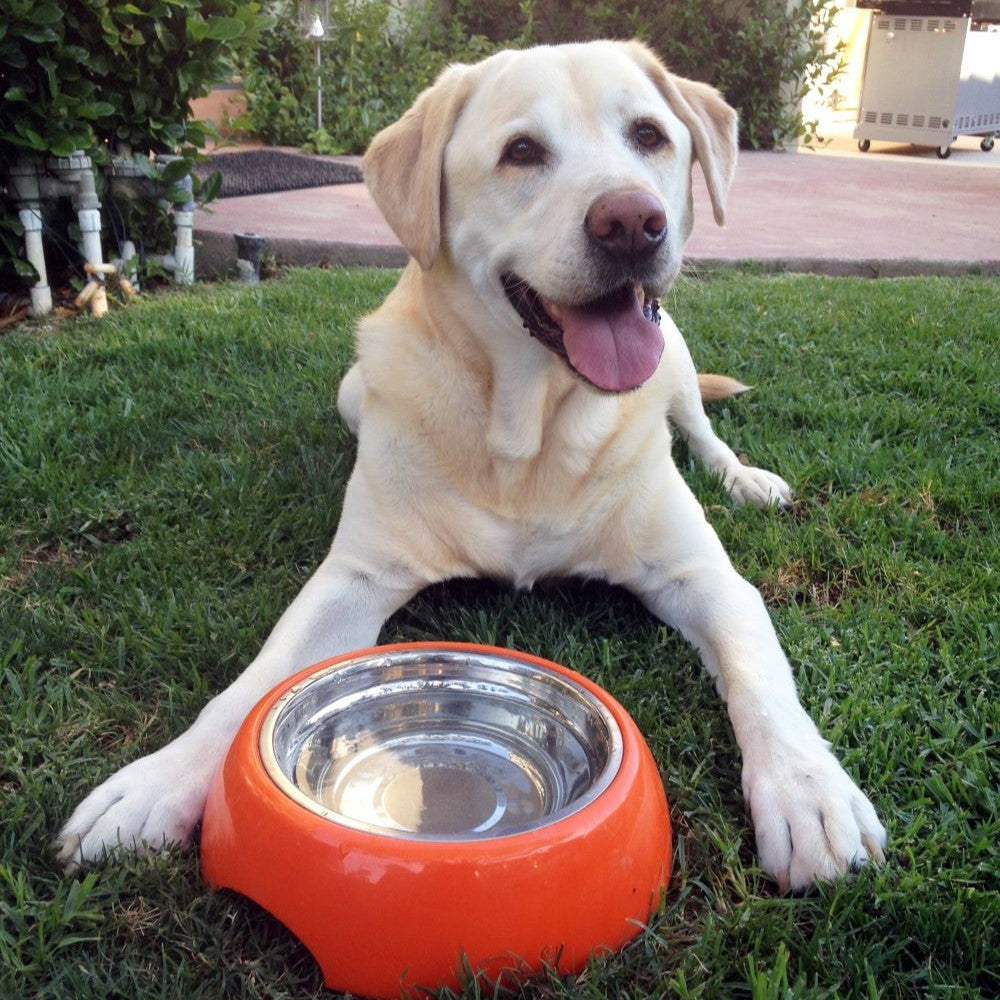 Pet-Friendly Thanksgiving Foods