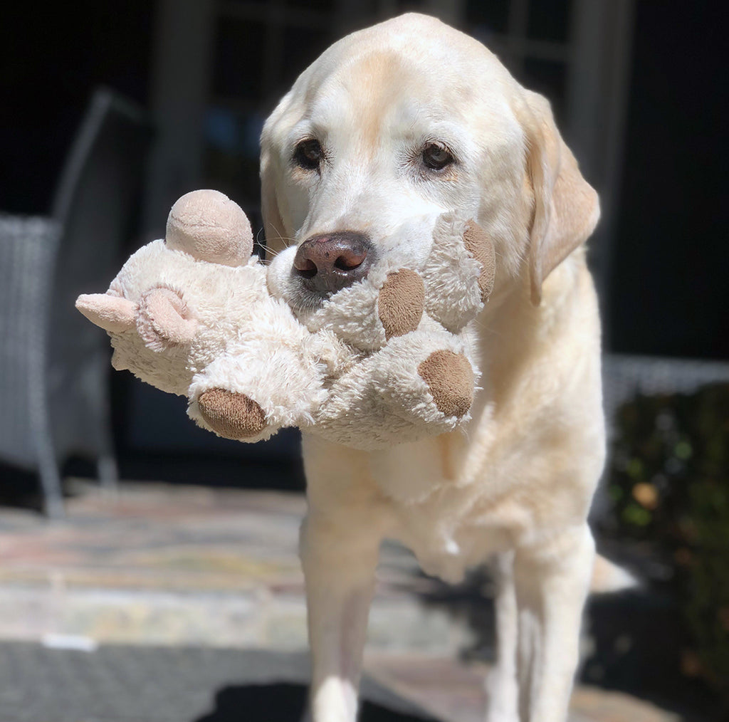 Spring Cleaning is for the Dogs (&cats)