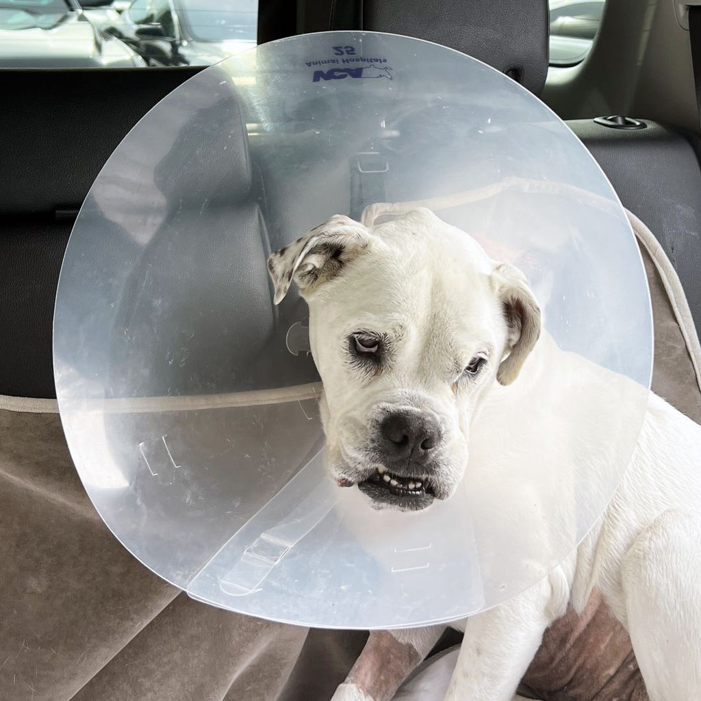 The Importance of Spaying and Neutering Your Pets – The Metro Paws Shop