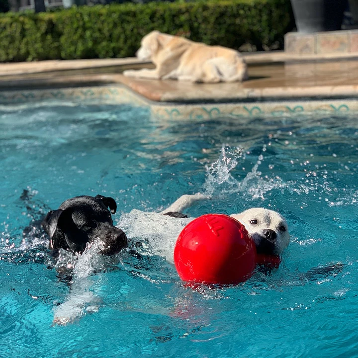 How Can You Teach Your Dog to Swim?