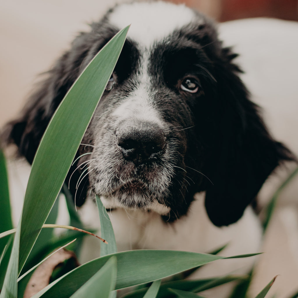 Pet-Friendly Houseplants