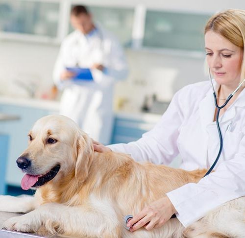 All About Canine Lymphoma