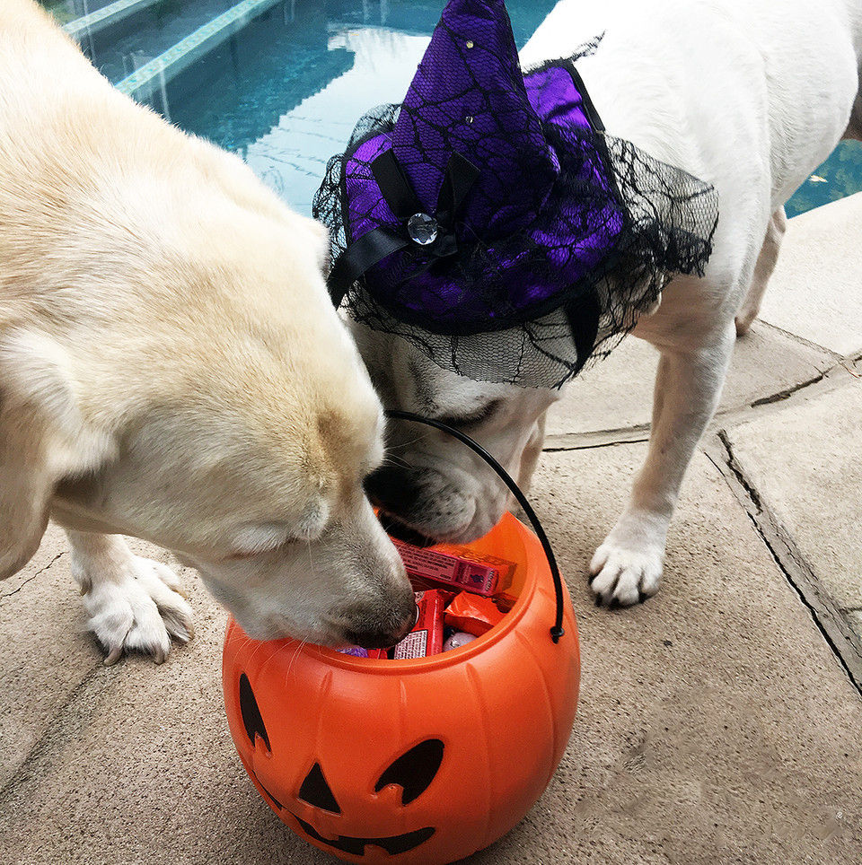 Halloween Pet Safety