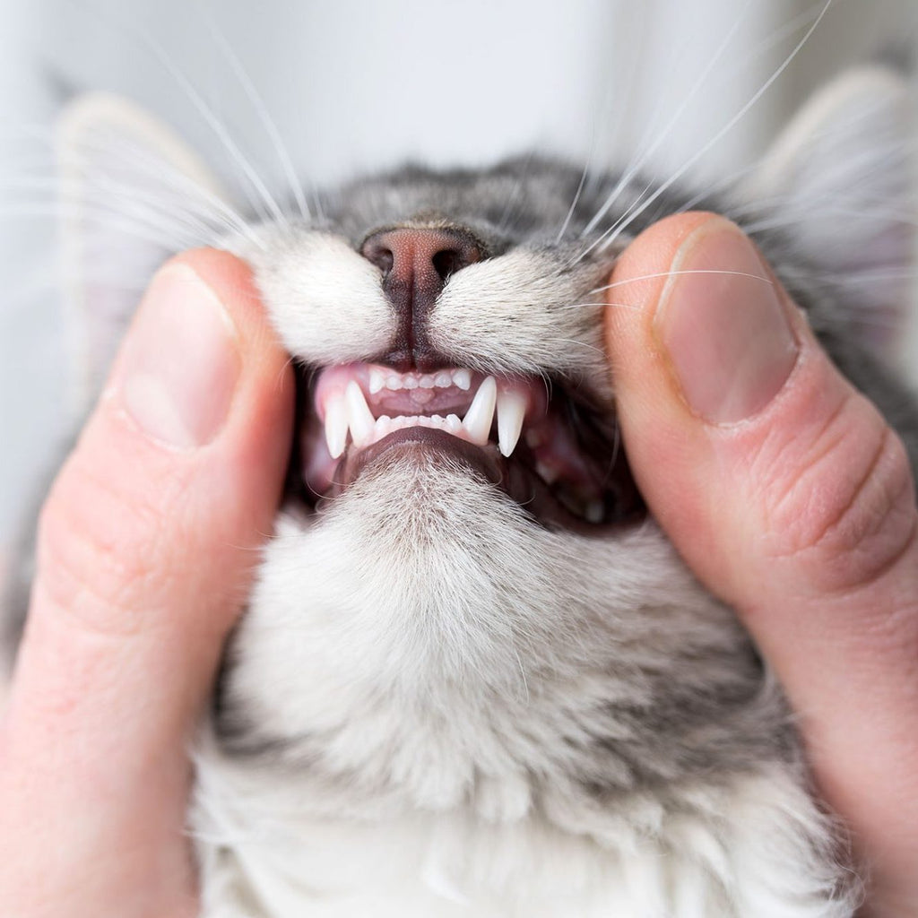 Pet Dental Health...It's More Important Than You Realize
