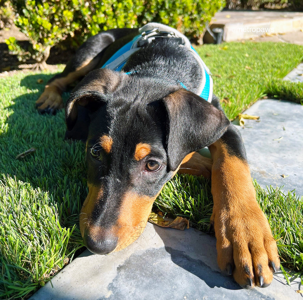 A Guide to Treating Your Pup's Separation Anxiety