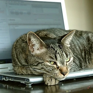 How Can You Keep Your Indoor Cat Entertained?