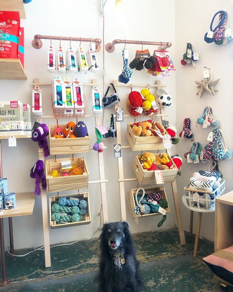 Why You Should Shop at Independent Pet Retailers
