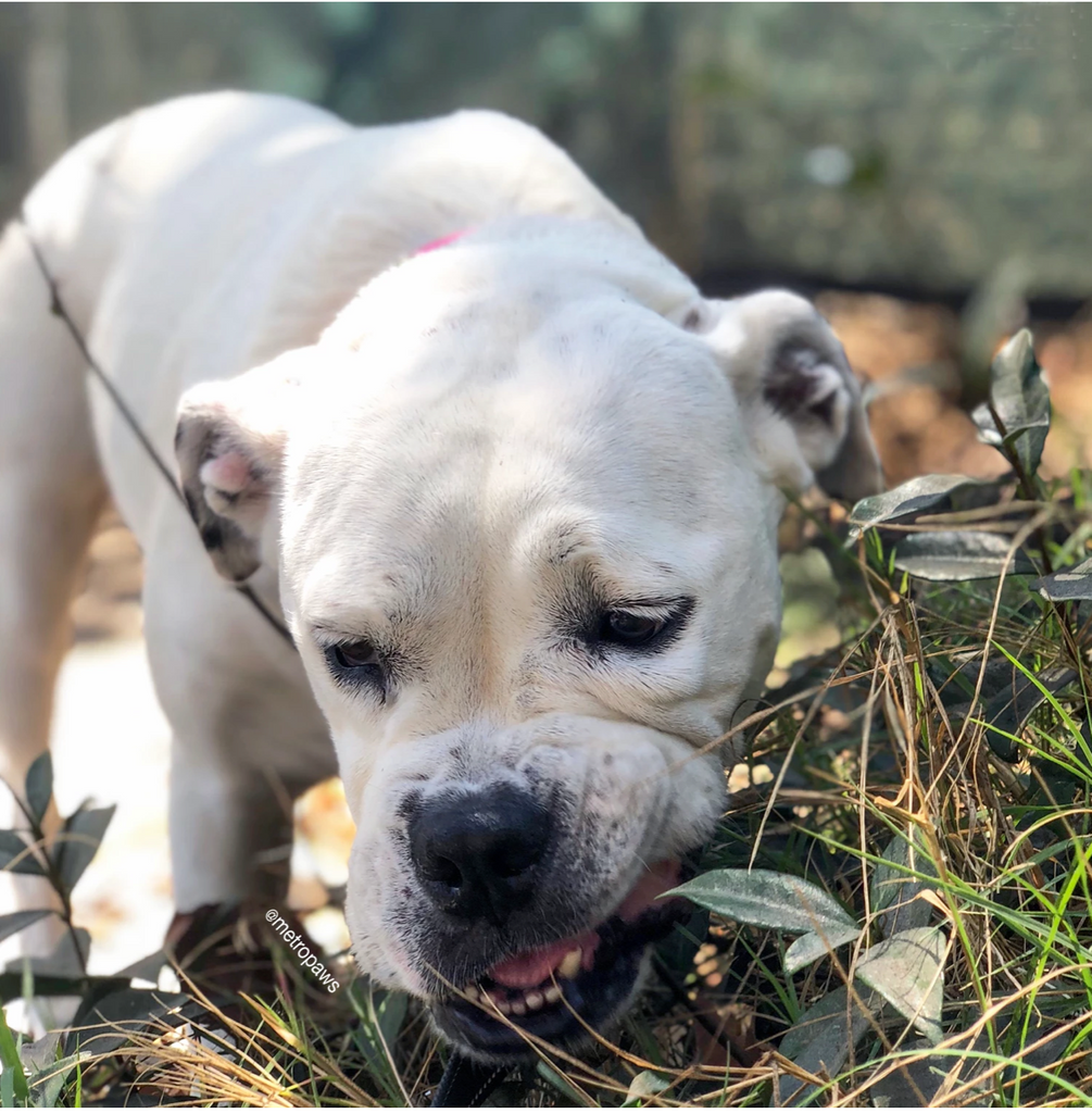 Gardening With Pets: Make Everyone Happy and Safe