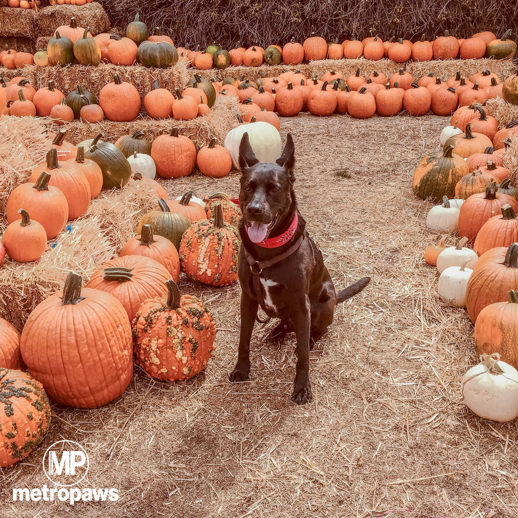 Fall Activities With Your Dog