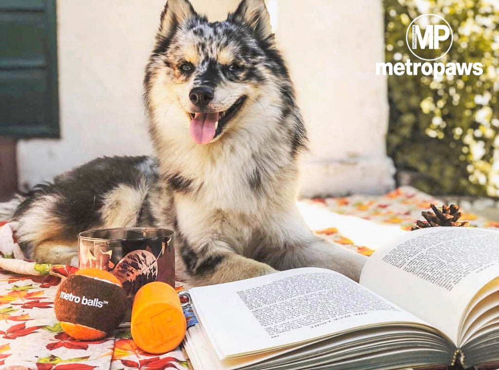 How to keep your dog safe during fall
