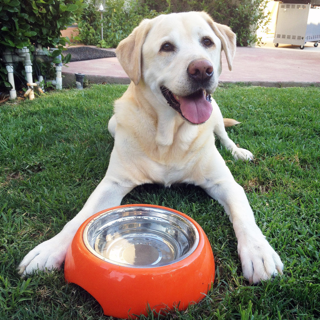 How to Keep Your Pet Hydrated