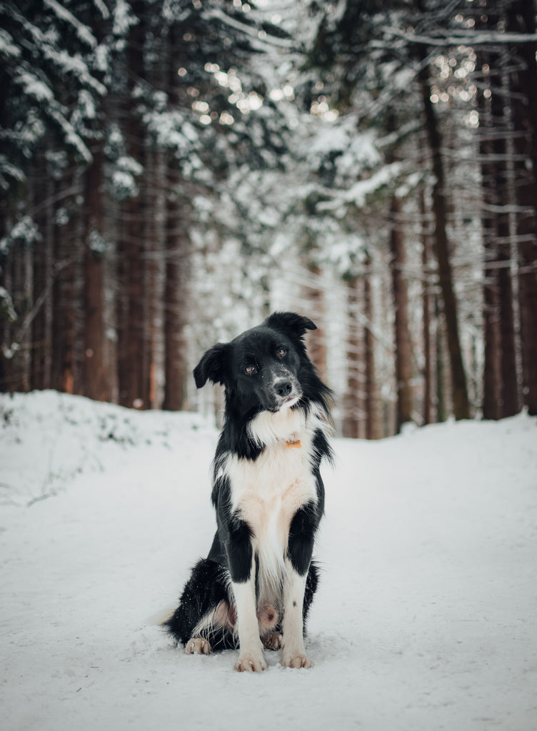 Dog/Collie in Forest Covered in Snow