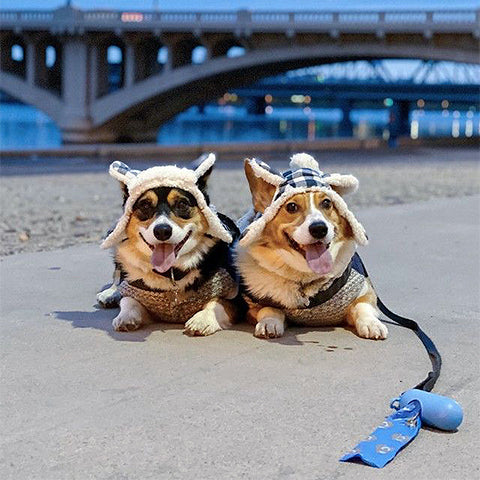 Corgis Corgis Corgis