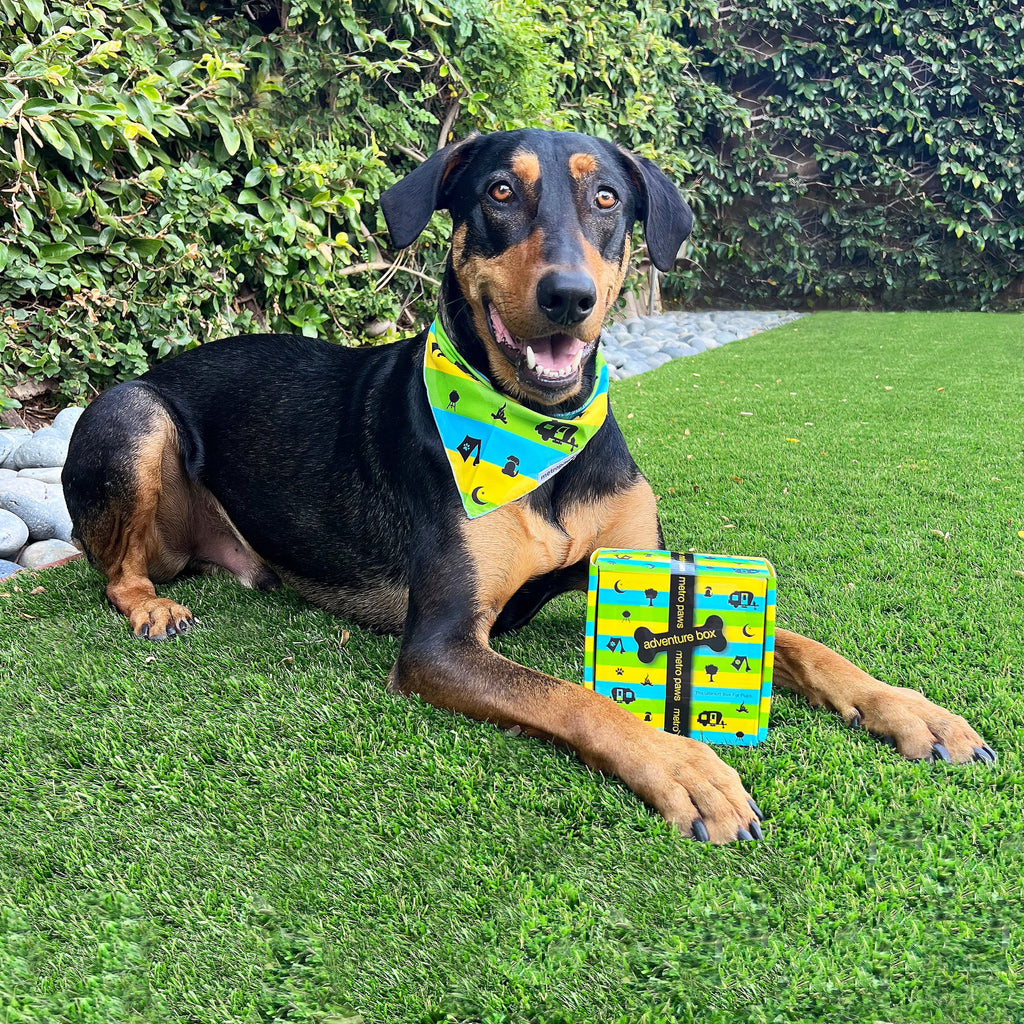 Dog with Metro Paws Adventure Box