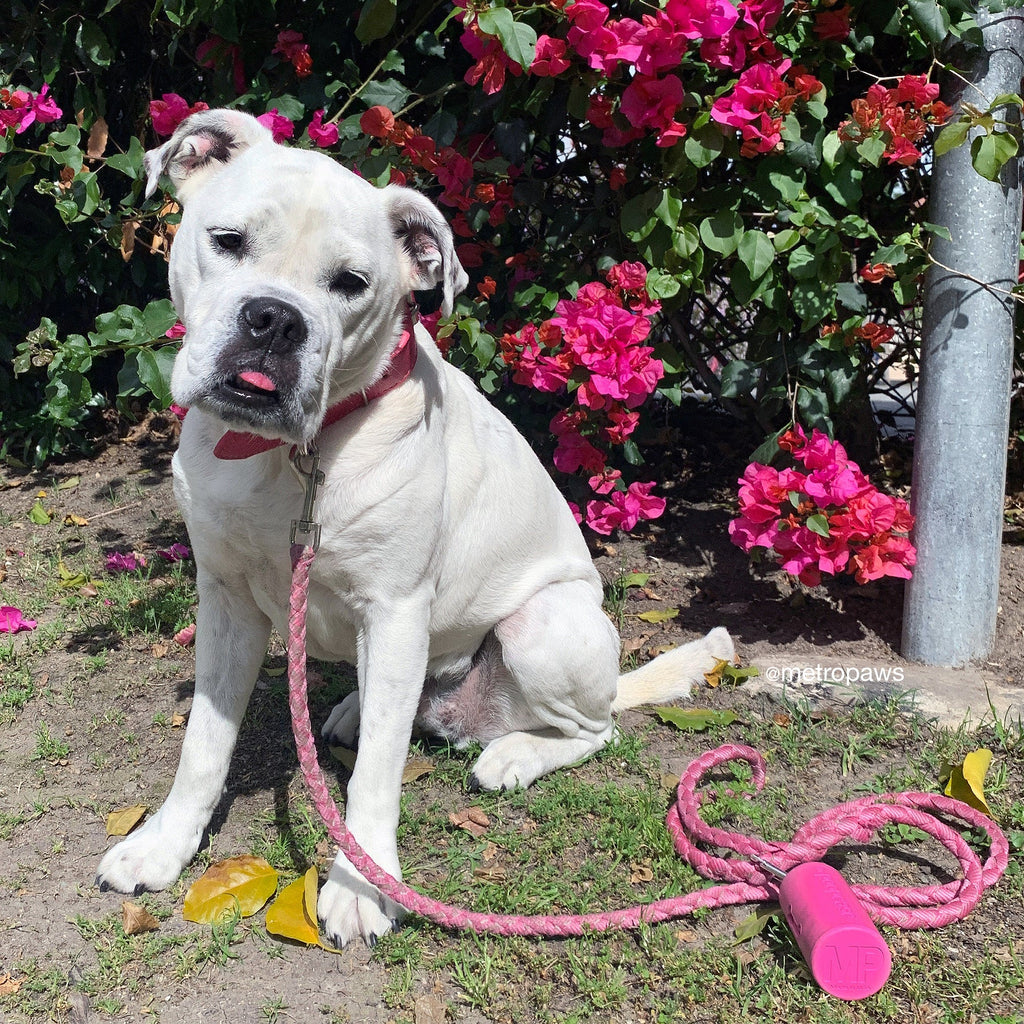 Paws for Pink