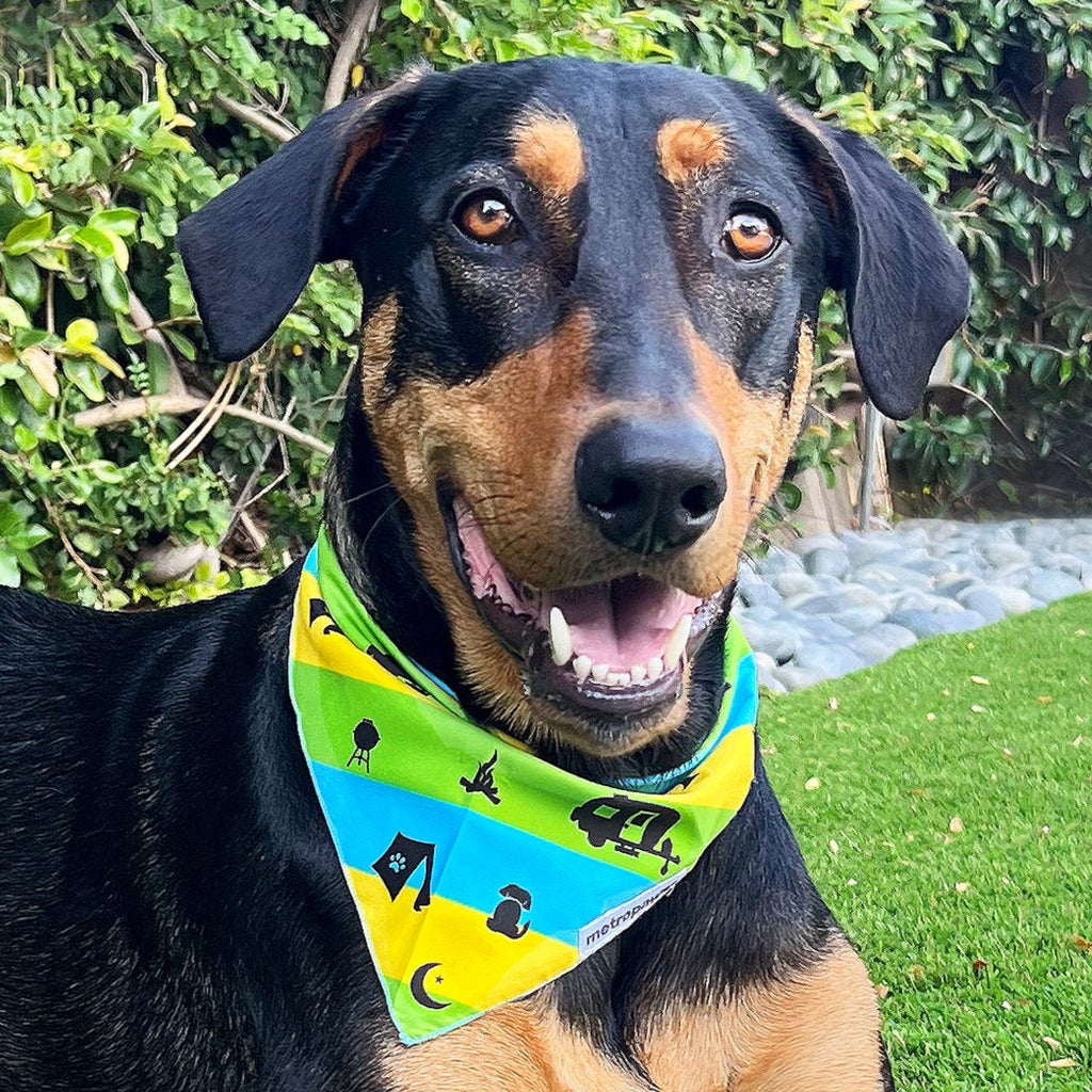 Doberman Mix dog wearing Adventure Bandana next to Metro Paws Adventure Box