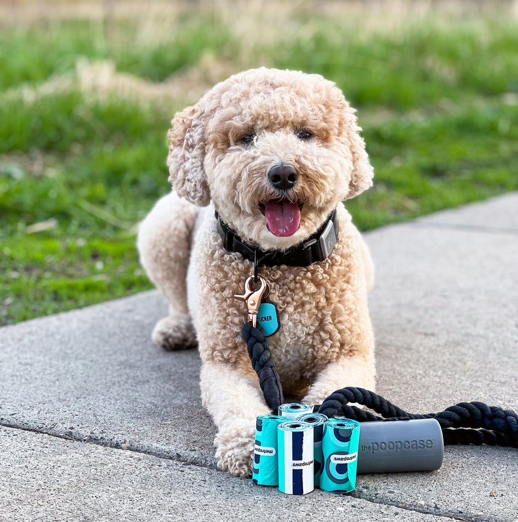 Dog sitting on a sidewalk with a pack of Poop Bags and a leash.