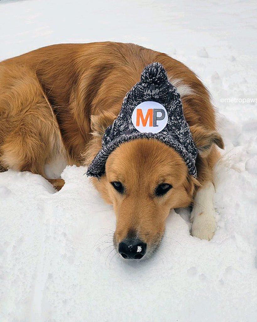 Tan dog lying in snow wearing MP Winter Beanie