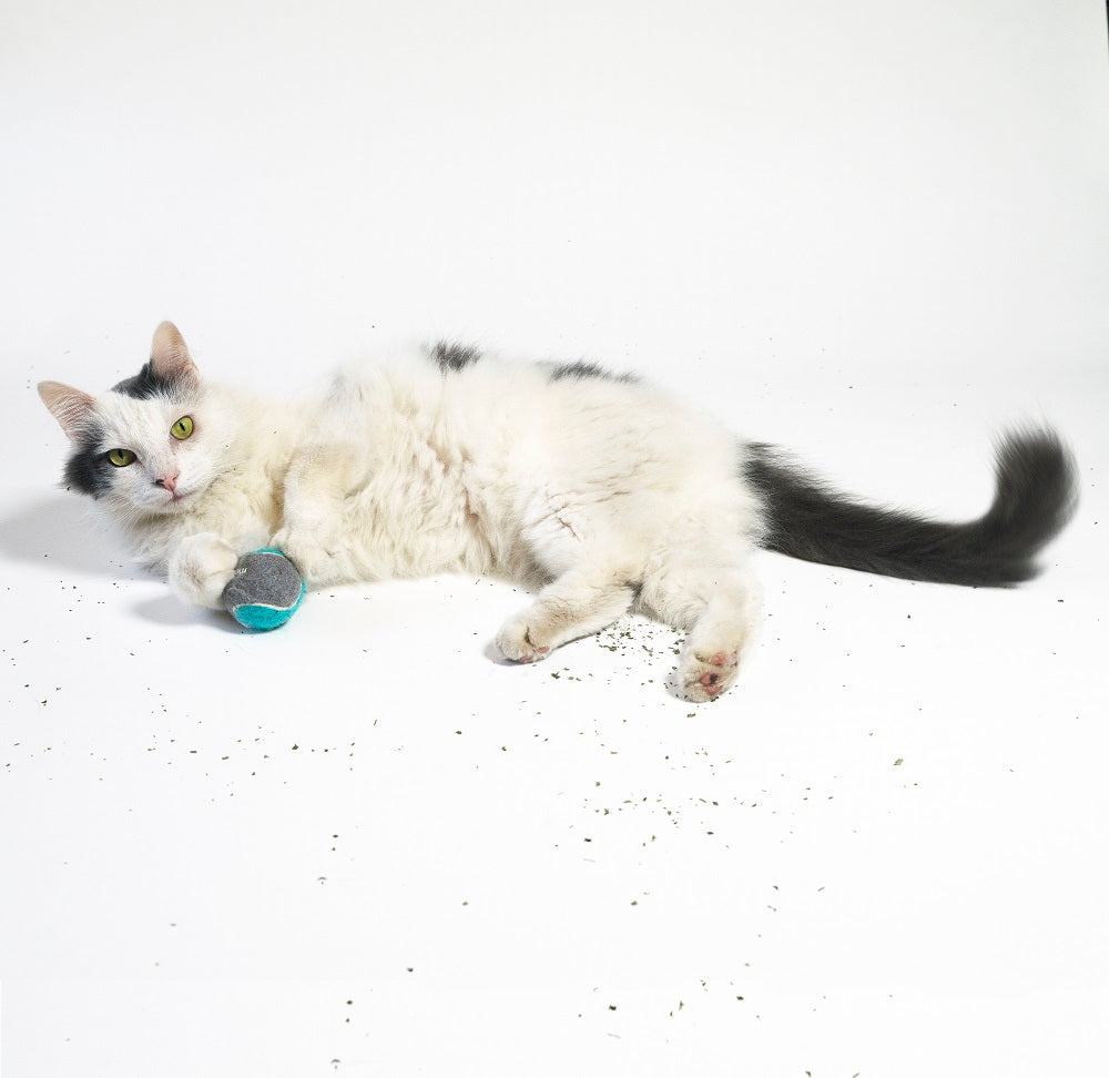 White cat playing with Metro Ball tennis ball covered in Metro Bliss Nip, organic Silvervine nip