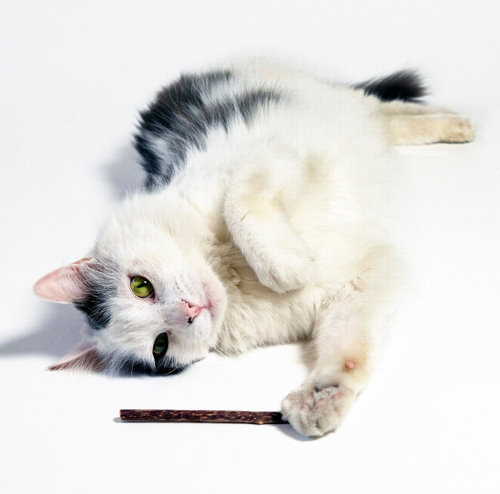 White cat playing with Metro Bliss Stix, organic Silvervine stick