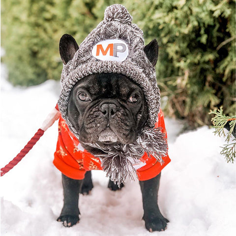 Black French Bulldog in snow with MP Winter Beanie